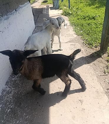 Продаю | Козлёнок | Полукровка | Для разведения | Племенные, Котные, Осеменитель