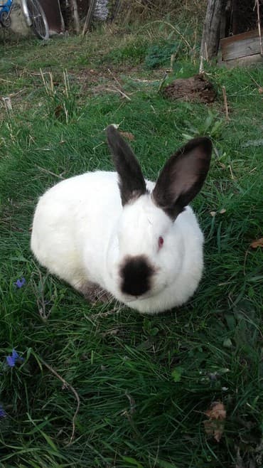 декоративные заборы: Кролики — 5