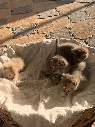 регдол кошка: Котята, домашний помет. - Возраст: совсем малыши (на фото видно — еще — 2