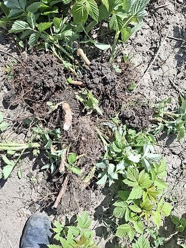 батва рес: 🍓 Продается Саженцы Малина сорт «Полька» — ремонтантная, крупная — 4