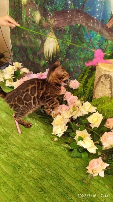 новорожденные котята: Красивейшие бенгальские котята. большие четкие розетки .контрастный — 12