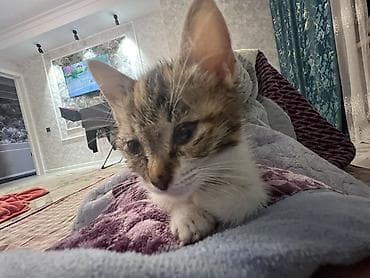 хорек купить: Котёнок трёхцветный (черепаховый с белым), короткошёрстный. Примерный — 2