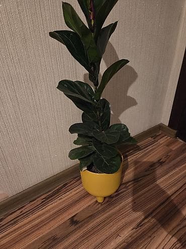 фикус лировидный: Фикус Лирата (Ficus lyrata) в декоративном горшке. - Крупные — 2