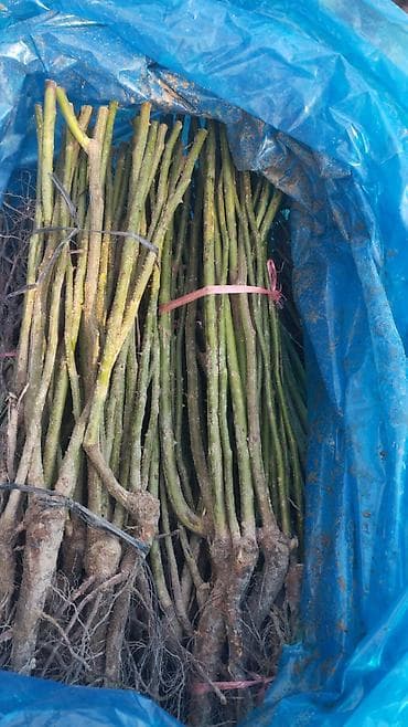 Кургаткычтар: Көчөттөр — 7