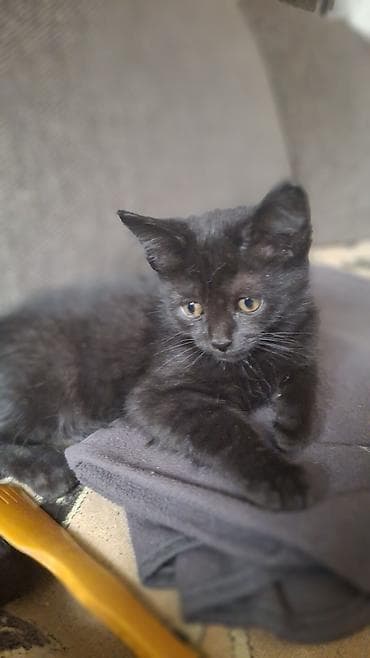 Ветеринар кызматы: Скотиш Страйт (Шотландиялык тик кулактуу), 2 айлык, Эркек, Кара, Лотокко барууга үйрөтүлгөн — 4