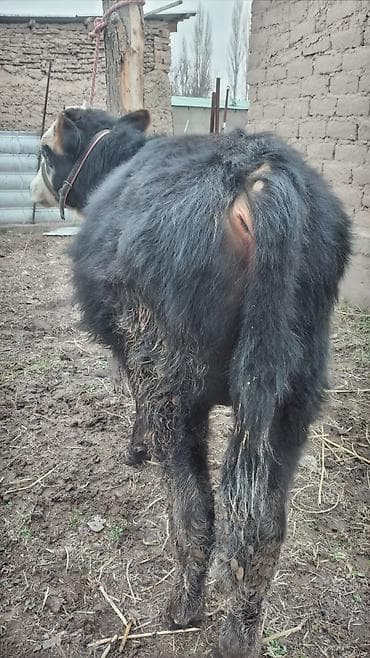 Аквариумы: Продаю | Бык (самец) | На откорм | Привязанные — 3