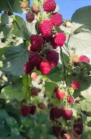 фрукт: Сорт шапка Маномаха:Размер имеет значение: Ягоды очень крупные, в — 3