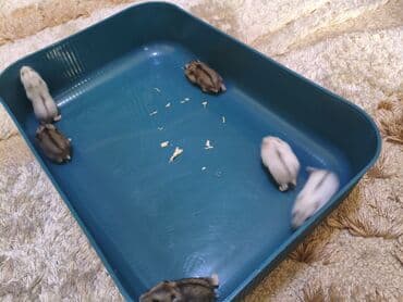 Декоративные кролики: Карликовые хомячки (джунгарики) - Окрас: есть несколько вариантов — — 6