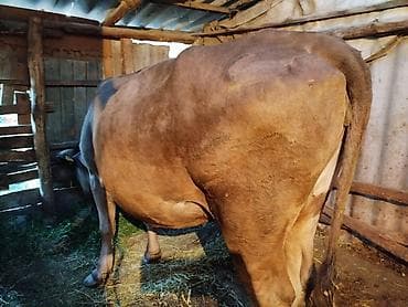 собака щенок: Продаю | Корова (самка) — 2