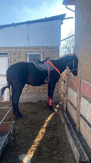 сайт о кошках: Продаю | Конь (самец) | Конный спорт — 1