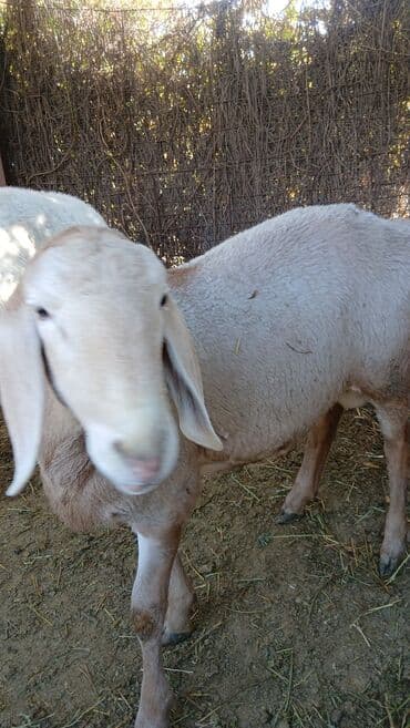 продажа щенков немецкой овчарки с документами в бишкеке: Продаю | Баран (самец) | Арашан | Для разведения — 4