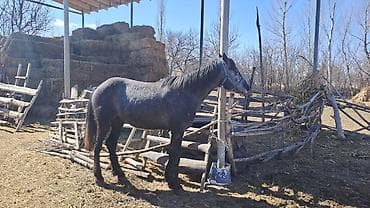 бойка лошадь: Продаю | Конь (самец) | Конный спорт — 1