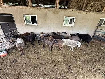 овцы токмак: Продаю | Овца (самка) | На забой — 6
