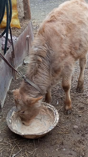 животные коровы: Продаю | Тёлка — 5