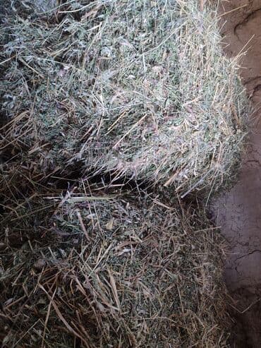 молочные коровы: Сено в тюках 320, 1 чи чабык беде Тапптаза эмес - Тюковая — 1