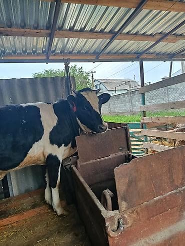 тайлар ургачы: Продаю | Тёлка | Голштин | Для молока | Не стельные, После отела — 2