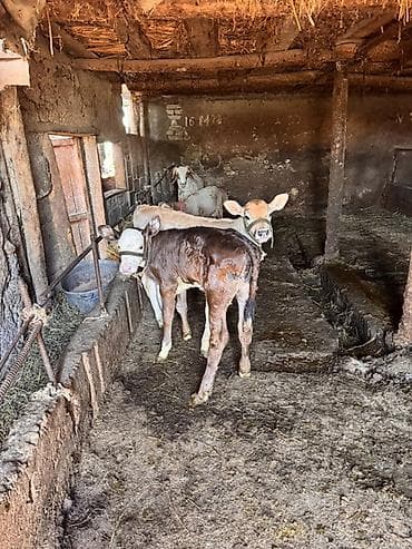 белые котенки: Продаю | Тёлка, Музоо, торпок | Полукровка, Швицкая | На откорм | Искусственник, Привязанные — 4