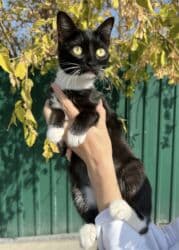 американская енотовая кошка: Кошка даром: Беспородная, 1 год, Девочка, Кастрирована, Приучена к лотку, Проглистована — 4