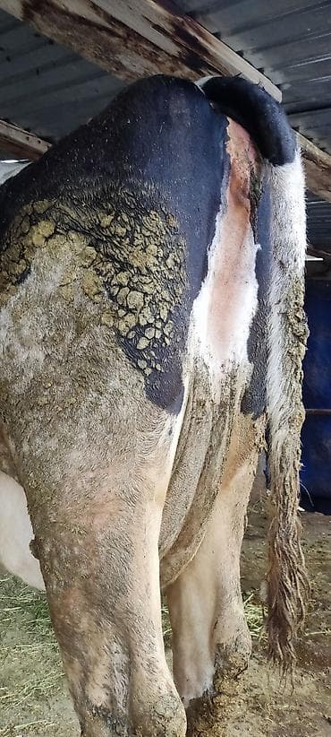 собаки сокулук: Сатам | Уй (ургаачы) | Голштин | Сүт алуу үчүн | Байланган — 4