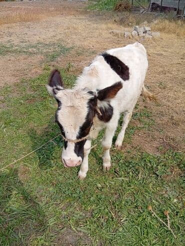 зааненские козы где можно купить и цена: Продаю | Музоо, торпок | Полукровка | Для молока — 2