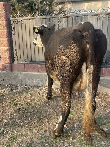 кошка токмок: Сатам | Уй (ургаачы) | Голштин | Сүт алуу үчүн | Бооз — 7