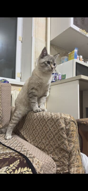 русская дымчатая кошка: Котенок 6 месяцев мальчик, не кастрированный без вредных привычек, к — 4