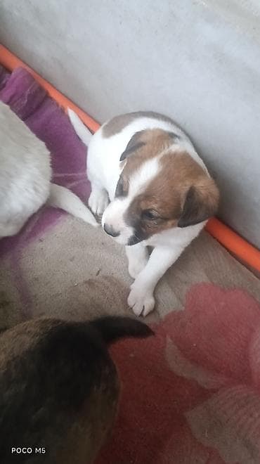 кани корсо: Отдам щенят. Порода метис,но отец овчарка, крупная порода,и поэтому — 9