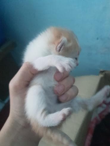 ак коён: Малыш котёнок с кремово-рыжим и белым окрасом. Короткая мягкая шерсть — 3