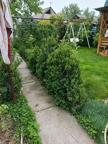садовое: Самшит (Buxus sempervirens) — саженцы и сформированные кусты для живых — 2