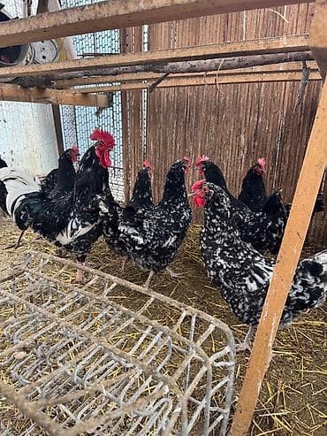 циплята несушки: Продаю | Цыплята | Для разведения — 10