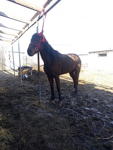 продаю телят: Продаю | Жеребец | Полукровка | Конный спорт — 1