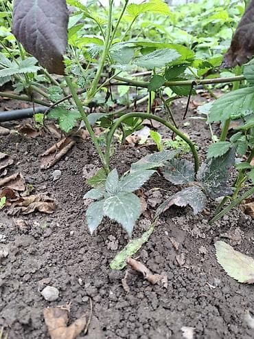 сбор ягод: Саженцы ежевики (безшипные сорта) - Молодые укоренённые отпрыски от — 1