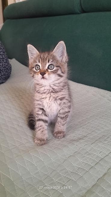 прост ат: Кошка даром: Беспородная, 1 месяц, Девочка, Приучена к лотку, Проглистована — 5