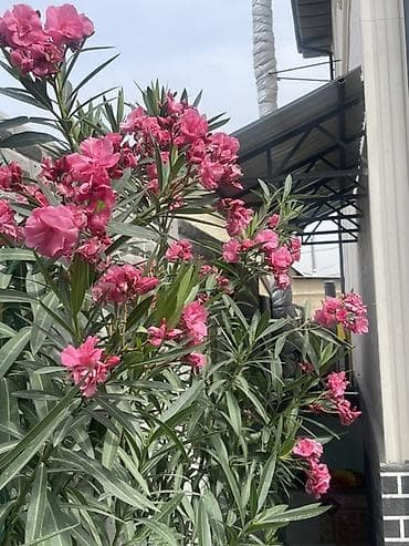 цветов: Олеандр (Nerium oleander) — декоративный вечноцветущий кустарник для — 3