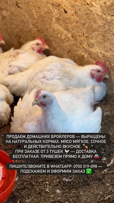 уй порода: Продаем домашних бройлеров — выращены на натуральных кормах с особым — 9
