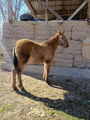 щенки дратхара: Продаю | Кобыла (самка) | Дончак | Рабочий | Племенные — 4