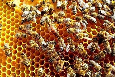 Продаю пчел.8 семей _порода карника на 4х рамках. 3 рамки расплода и 1