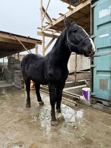 вислоухие кошки бишкек: Продаю | Жеребец | Конный спорт, Для разведения — 2