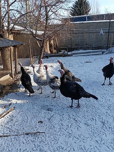 ИНДЮКИ САМЦЫ