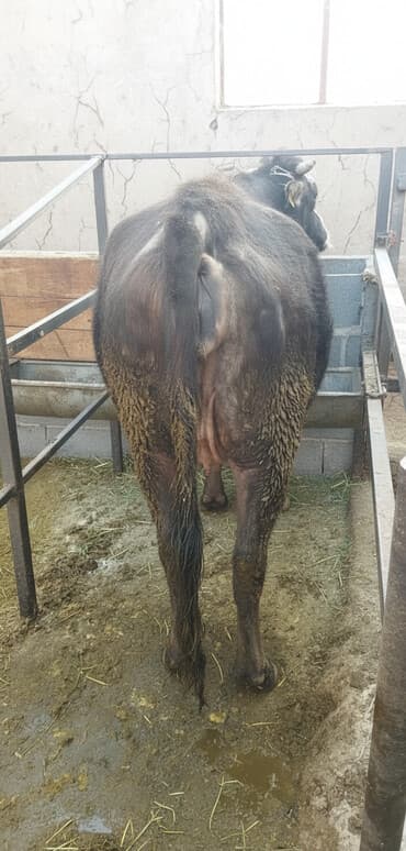 сумка для кошки: Продаю | Корова (самка) | Полукровка | Для молока | Стельные — 1