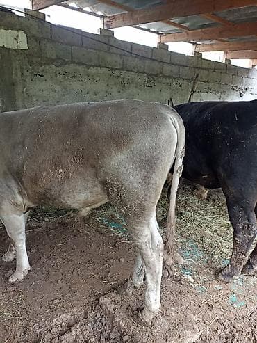 коровы алатау: Продаю | Бык (самец) | На откорм | Привязанные — 5