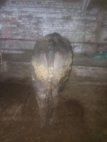 черный ангус цена: Продаю | Бык (самец) | На откорм | Привязанные — 6