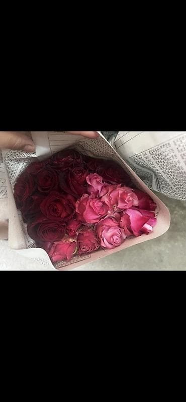 ечки кой: Саженцы — 5