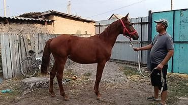 кон: Продаю | Жеребец | Рабочий — 2