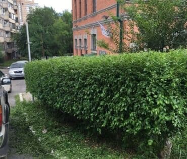 обрезка живой изгороди: Стрижка травы Стрижка газона Стрижка Изгороди Садовник с опытом — 9