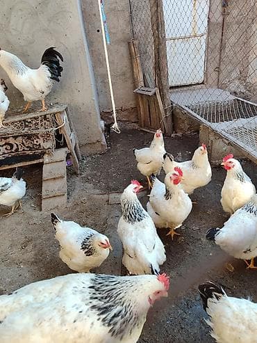 german shepherd: Продаю | Куры | Суссекс | Для разведения — 2