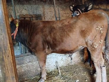 куплю корову на мясо: Продаю | Бык (самец) | Полукровка | На откорм | Привязанные — 3