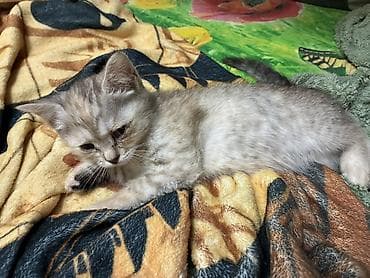 Котята, короткошёрстные, окрасы: серый табби и кремовый дымчатый