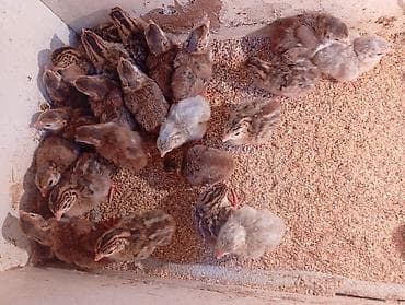 собаки каракол: Продаю цесорят двух суточные домашних — 3