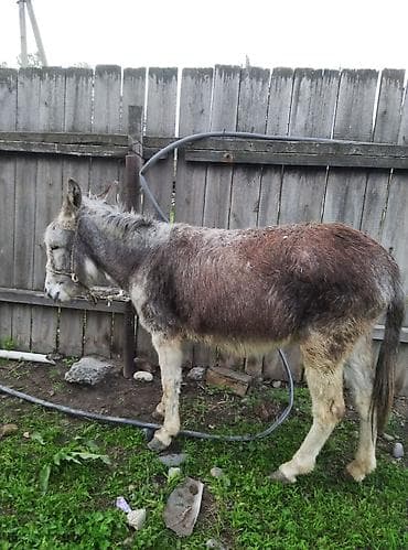 Үй жаныбарлары: Осёл (серо-бурый окрас) - Вид: домашний осёл - Окрас: серо-бурый с — 2
